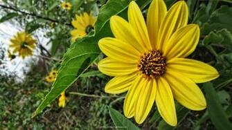 Big Yellow Flower Wallpaper Resolution