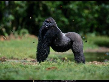 Gorilla Wallpaper Animals Town