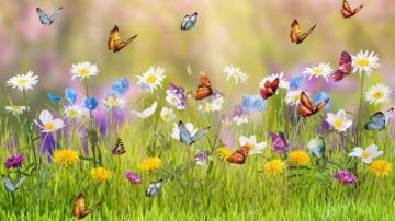 Wallpaper HD Spring Live Flower