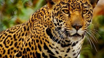 Cheetah Wallpaper HD Pics The Best