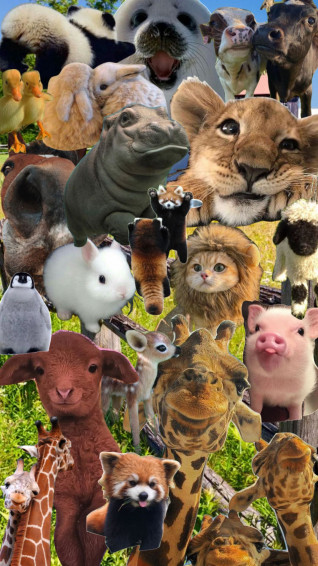 Aesthetic Animal Collage Wallpaper