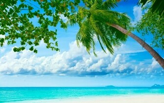 Exotic Summer Day Background Cool Background Walls