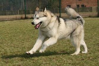 Pics Photos Alaskan Malamute Playing Wallpaper