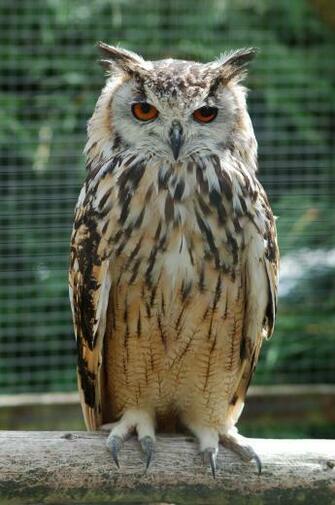 File Bengalese Eagle Owl Jpg Wikipedia The Encyclopedia