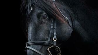 Black Horse Wallpaper HD