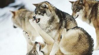 Wolf Playing Wallpaper Pictures