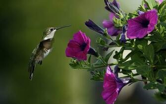 Colibri Flower Wallpaper
