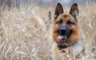 German Shepherd HD Wallpaper Background Image