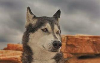 Wallpaper Husky Dog Face Portrait