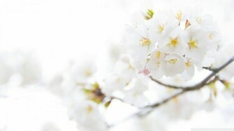 New Lovely White Flowers Image Wallpaper Risewlp
