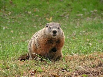 Groundhog Day HD Wallpaper In Movies Imageci