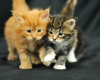 Pics Photos Funny Cats And Kittens Wallpaper