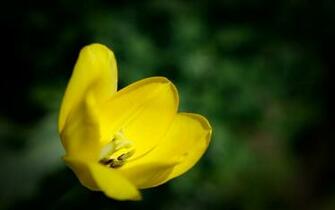 Yellow Tulip Desktop Pc And Mac Wallpaper
