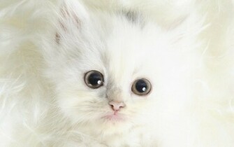 Kittens Image Cute Kitten Wallpaper Photos