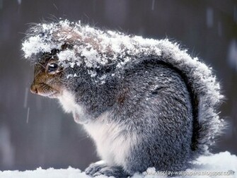 Wallpaper Squirrels Desktop