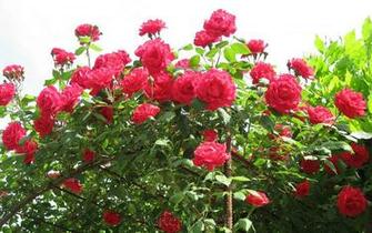 Most Beautiful Flower Wallpaper