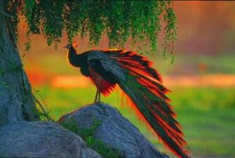 Wallpaper U Beautiful Indian Peacock HD