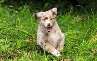 Australian Shepherd Wallpaper Dogs