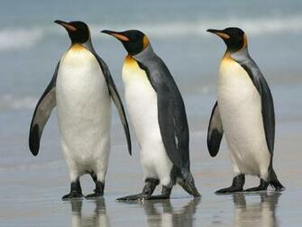 Clovisso Wallpaper Gallery King Penguins