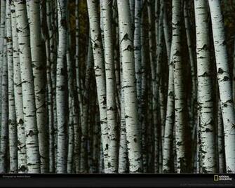 White Birch Trees Picture Desktop Wallpaper