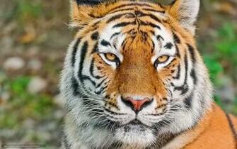 Wallpaper Tiger Siberian Snout Desktop