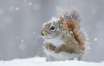 Wallpaper Winter Snow Protein Image For Desktop Section