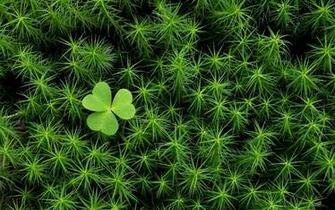 Desktop Fun St Patrick S Day Green Wallpaper Collection The