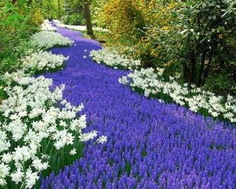 Spring In The Netherlands Desktop Pc And Mac Wallpaper