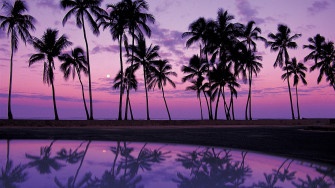 Palm Tree Desktop Wallpaper