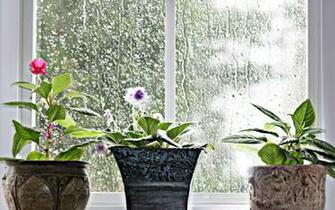 Flower Pot In The House Beautiful Flowers HD Wallpaper