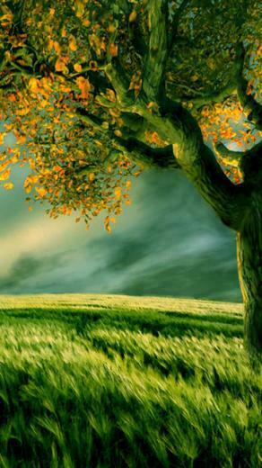 HD Wallpaper Very Beautiful Nature Mobile Image