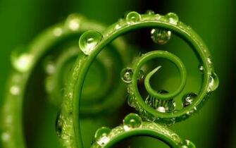 Crystal Clear Water Drops Wallpaper Plant Desktop Background