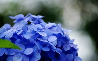 Hydrangeas Wallpaper