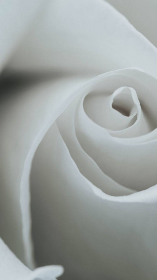 White Flower iPhone Wallpaper