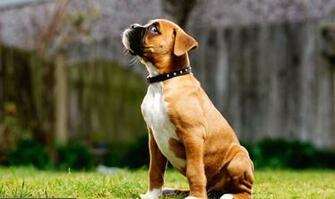Boxer Puppy Wallpaper For Desktop Jpg
