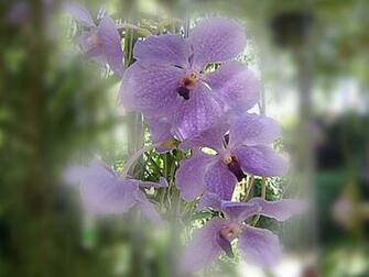 Beautiful Orchids Wallpaper