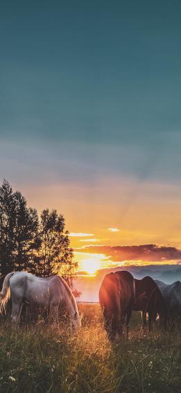 Peace On The Paddock iPhone Wallpaper