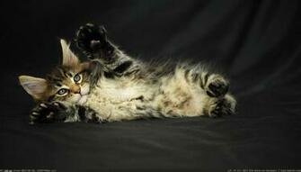 Cats And Kitten Wallpaper Paws Up