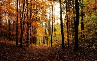 Autumn Woods Sandbox Hquer Wallpaper