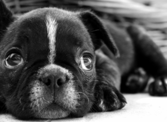 Photoz Daily Wallpaper Amp Background Papillon Dog Desktop