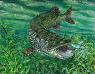 Fish