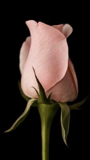 Pink Rosebud Earth Rose Mobile Wallpaper Closed