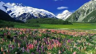 Meadow Spring Wallpaper New