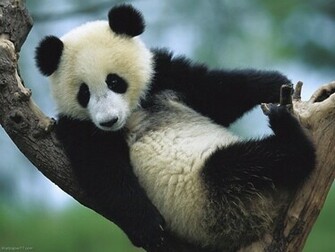 Panda On Tree Pixels Wallpaper Tagged Bear