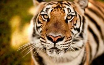 Beautiful Tiger Pics HD Wallpaper