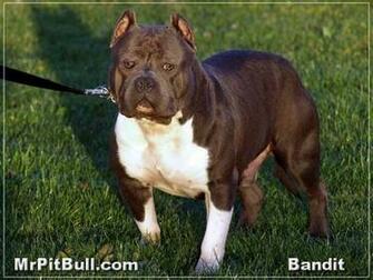 HD Wallpaper Pitbull Dog