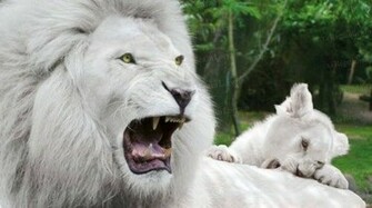 White Lion Wallpaper Desktop