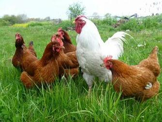 Hen Wallpaper HD Background Image Pics Photos