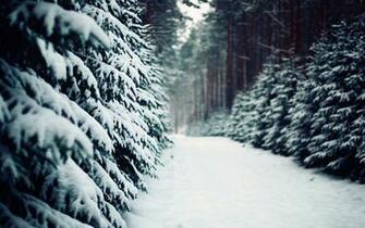 Stock Detail Forest Snow Official Psds