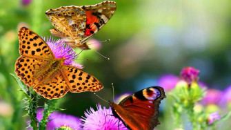 Flower Butterfly Wallpaper